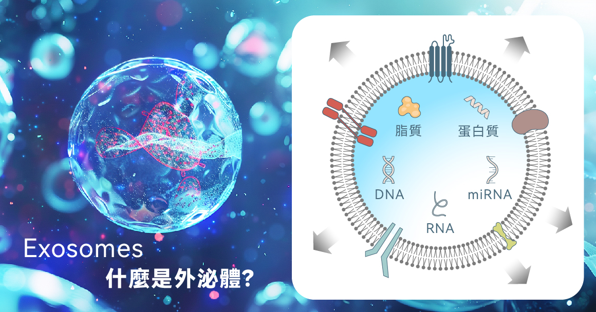 什麼是外密體?外泌體就像是大禮包一樣，內含許多豐富物質，如蛋白質、脂質、核酸，包括 DNA、 RNA、miRNA等，也可以把它想像為指揮細胞運作的調度者，可指揮細胞間的信號溝通、影響細胞增殖，整體可以帶來免疫調節、組織修復、抗發炎等作用